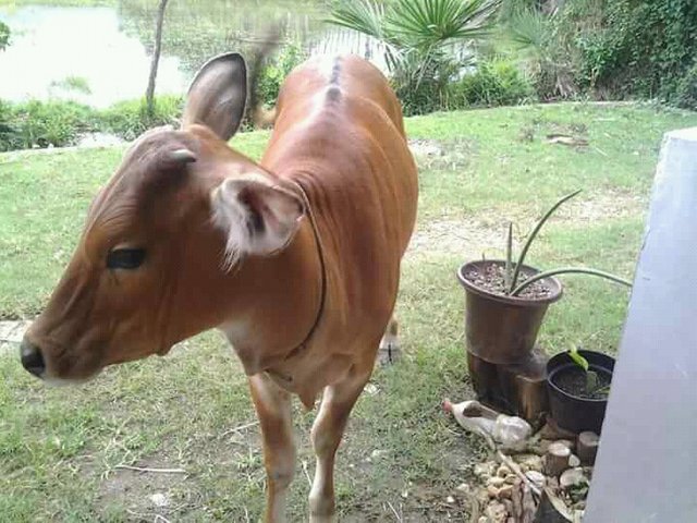 lembu (1).jpg