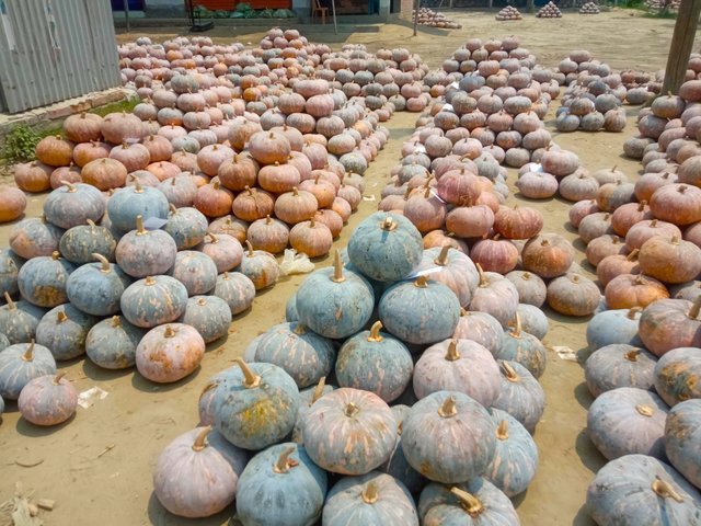 কুমড়া (4).jpg