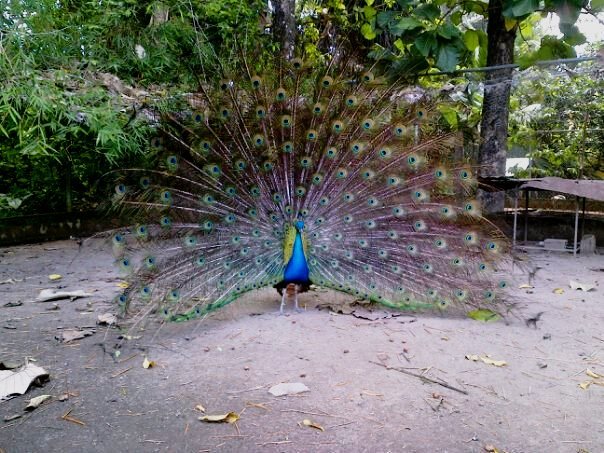 pavo real1.jpg