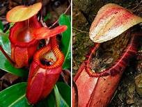 pitcher plant.jpg