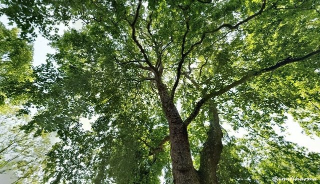 Belgrave Square Park 3.jpg