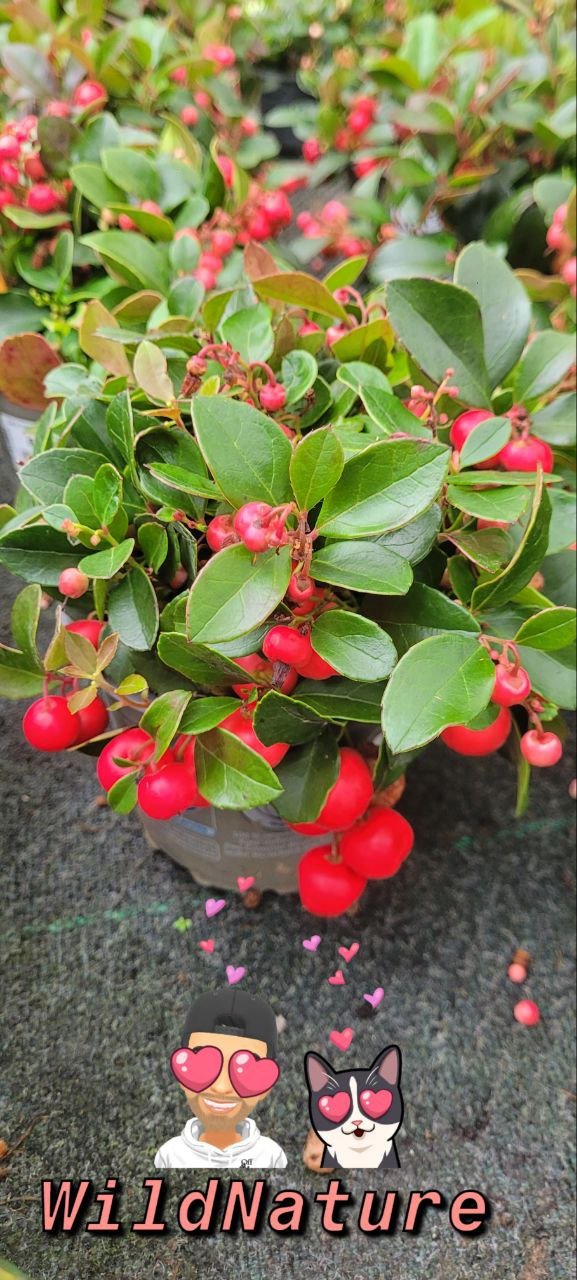 Gaultheria.jpg