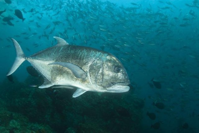 giant-trevally-800x600.jpg