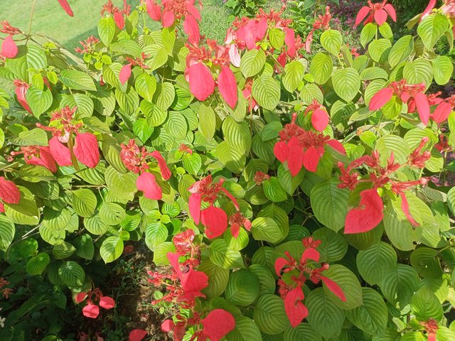 IMG20250616082213.jpg