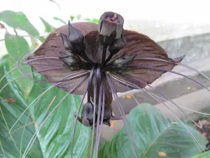 Black-Bat-Flower.webp