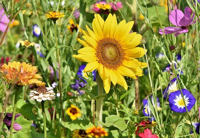 sunflower-3696960_640.jpg