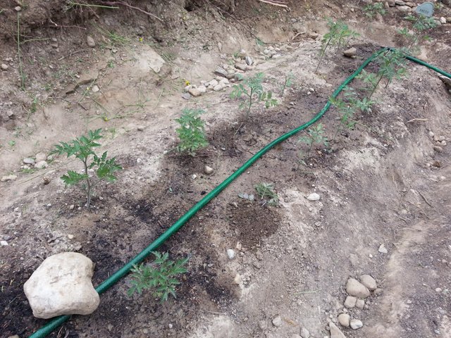 cabin_garden_terracetomato.jpg