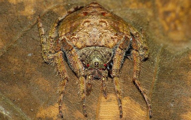 spiders-concave-underside.jpg