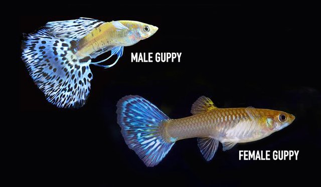 guppy-male-or-female.jpg