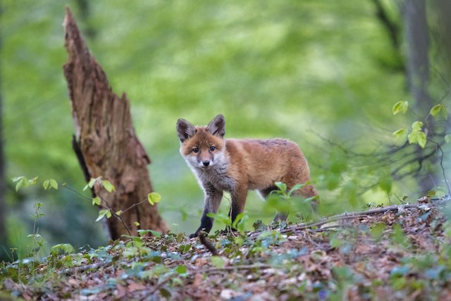 fuchs-2198112_1280.jpg