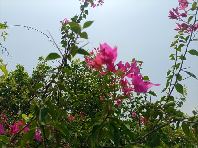 IMG_20250629_120050_036_eZtTRiGs2q.jpeg
