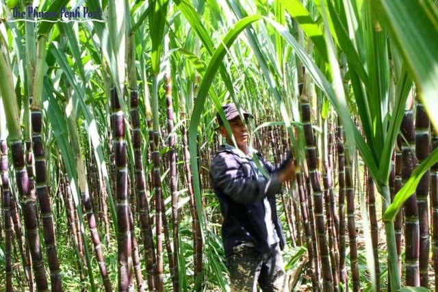 business_a_man_inspects_a_sugar_cane_crop_in_2011_heng_chivoan.jpg