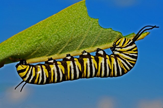 caterpillar-562104.jpg