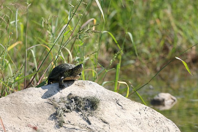 Turtle_on_the_Rock_s.jpg