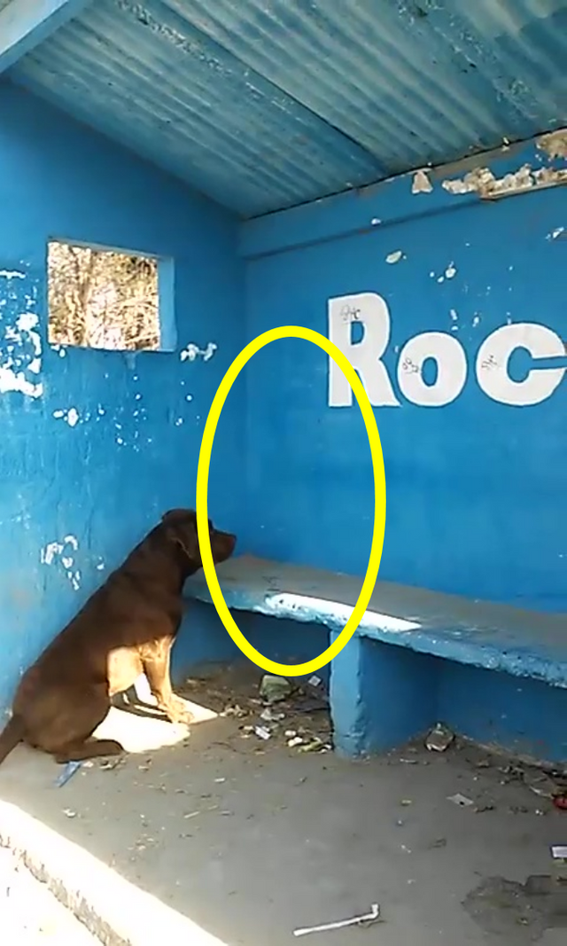 perro que mira silueta en muro azul.png