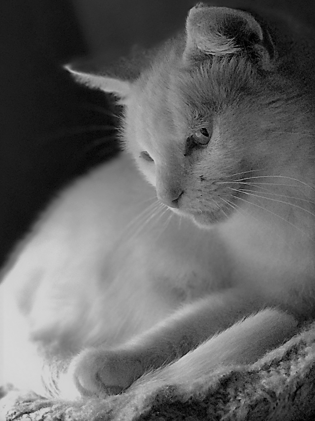 Cat Photography, Mousey B&W Dim Lighting, September 2 2017-.png