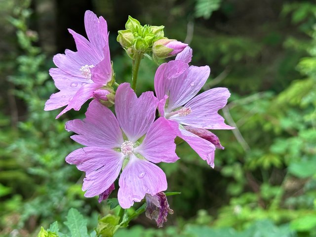 IMG_0132.jpeg
