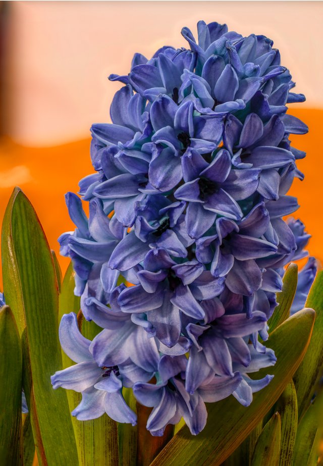 hyacinth2.jpg