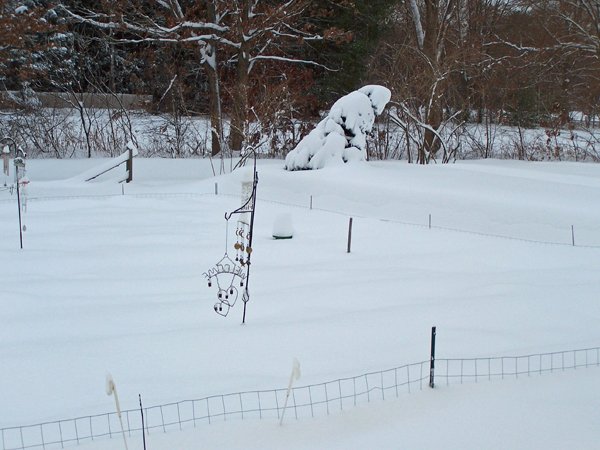 Outside tree leaning in snow crop December 2019.jpg