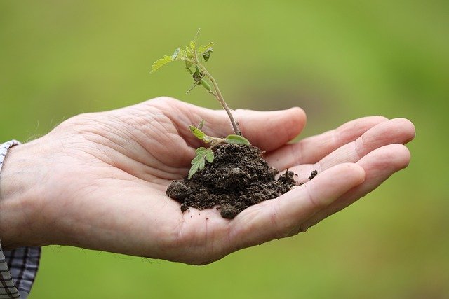 planting-8027884_640.jpg