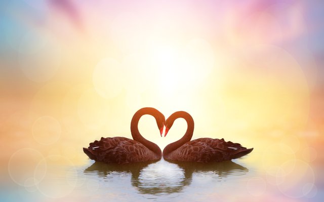 Love - 2 swans.jpg