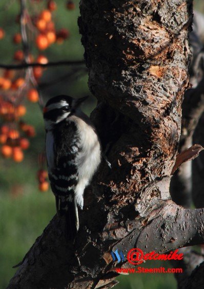 Downy Woodpecker PFW0006dwny.JPG