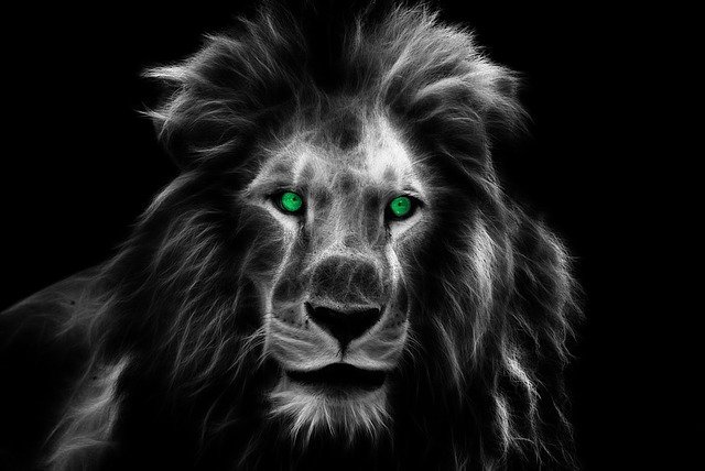 lion-1237446_640.jpg