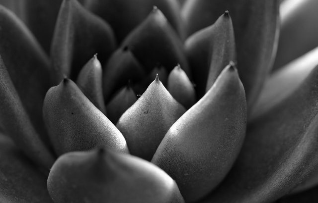 echeveria agavoides macro bw 2.jpg