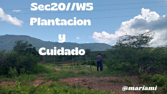 Sec20W5 Plantacion y cuidado.jpg