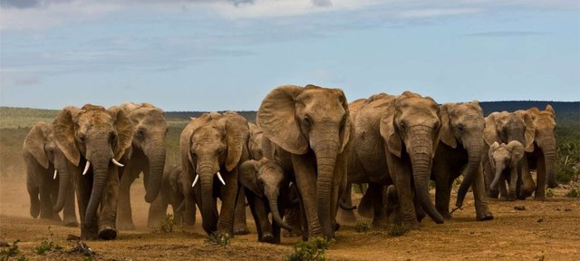 addo__1920x864.jpg