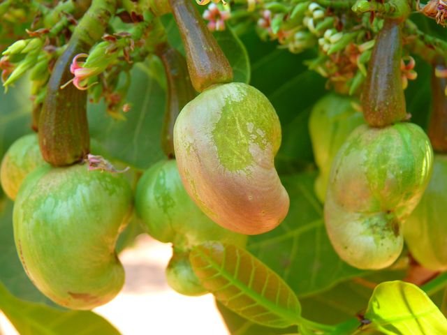 cashew-51978__480.jpg