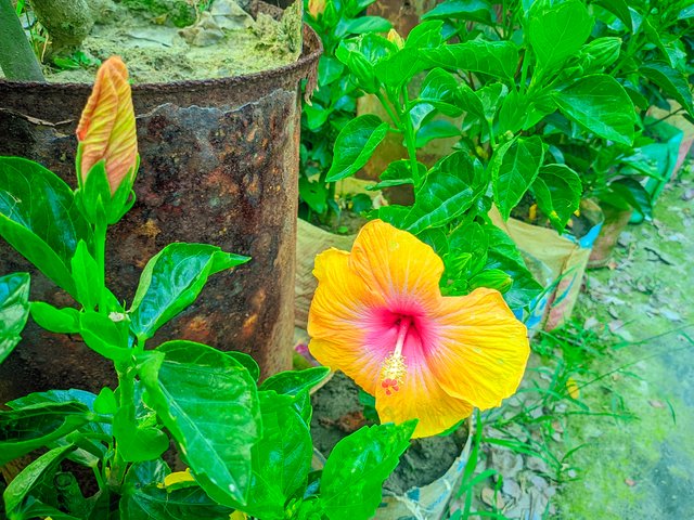 LMC_20250402_162856_🌈Color boost by Riyan  (1)_084205.jpg