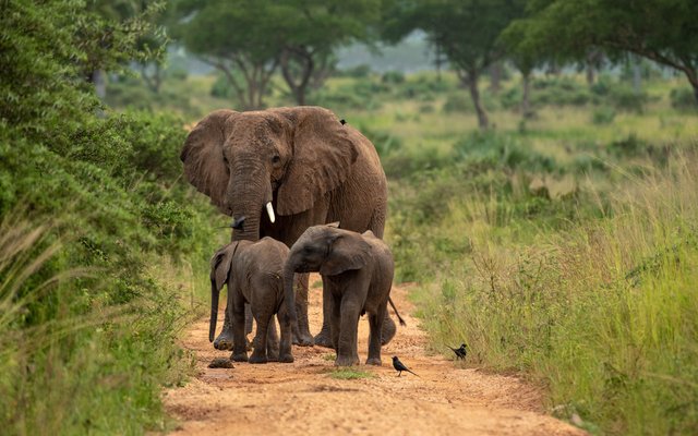 elephants-in-murchison-falls-national-park.Discovery Journeys.jpeg