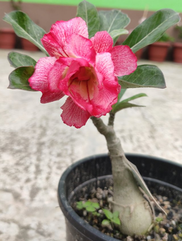 Adenium-193.jpg