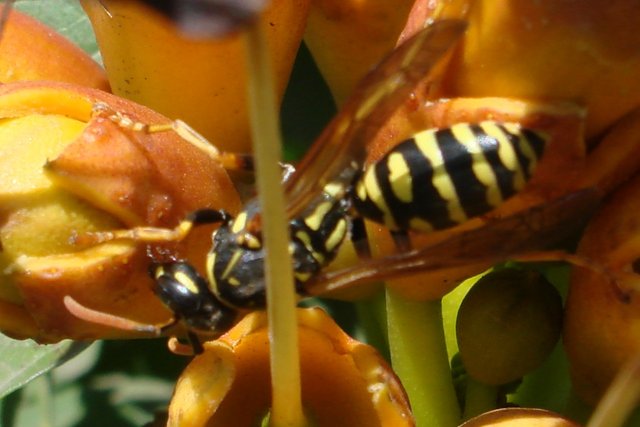 DSC04101-3333333.jpg