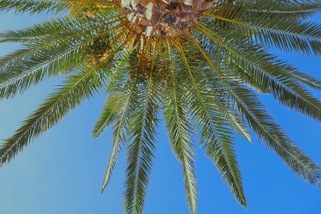 Palm Tree Dark Table.jpg