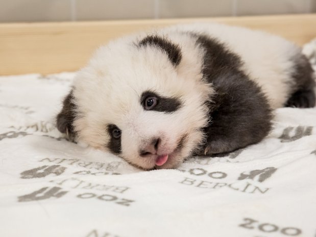 Panda-Zwillinge-Zoo-Berlin-5-.jpg