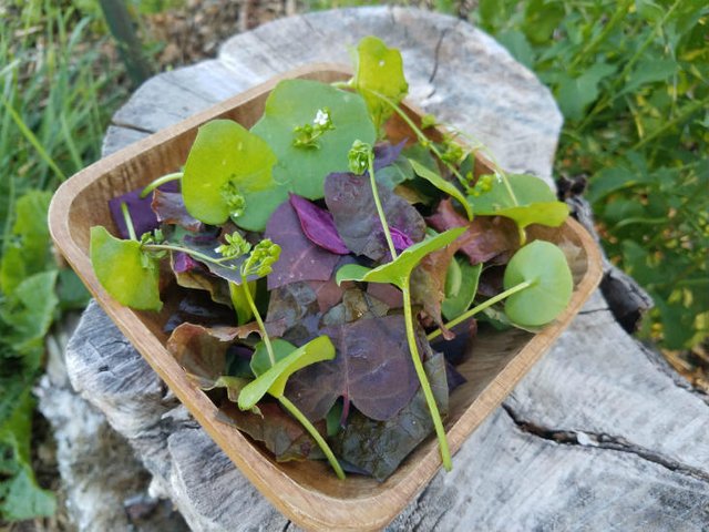 miners-lettuce-perennial-green.jpg