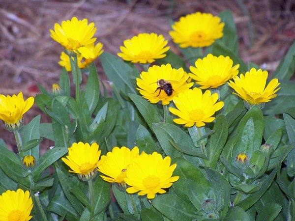 Calendula and bee crop October 2019.jpg