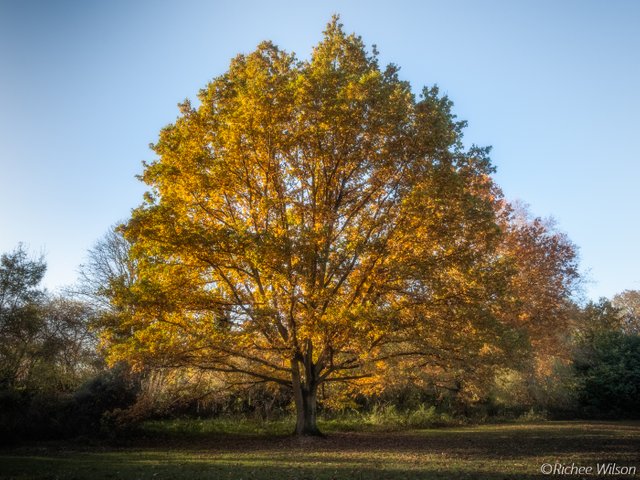 Autums golden paint brush.jpg