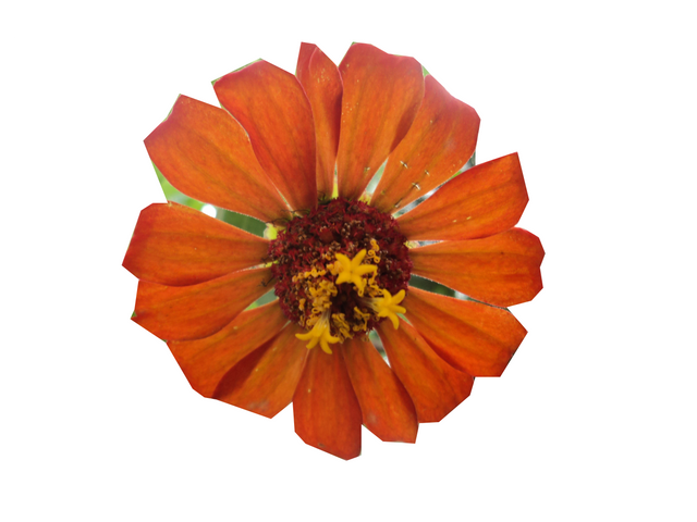 MARGARITA (2).PNG