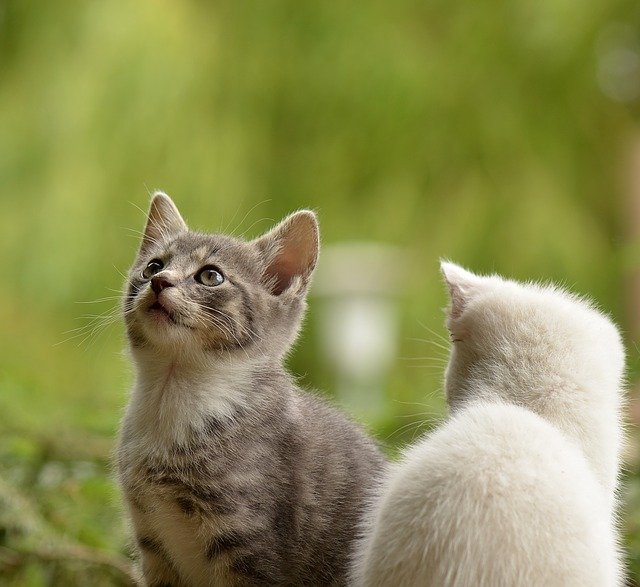 고양이 두마리