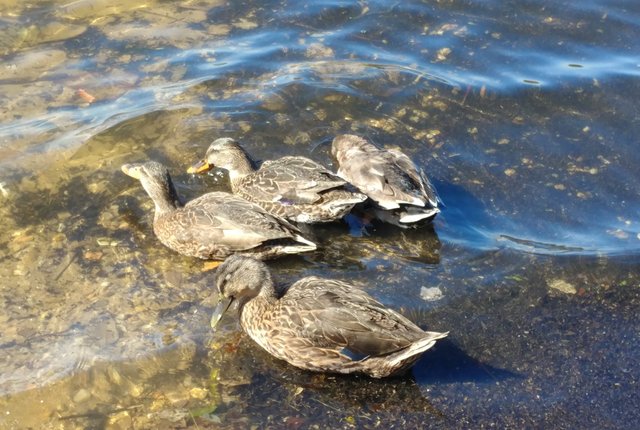 duck,ducks,goose-4.jpg