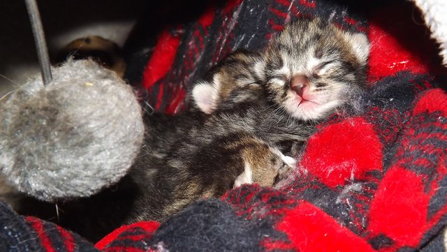 cats, cat, cute cat, kittens, cute kittens, pet, pets, animals, domestic animals (9).JPG