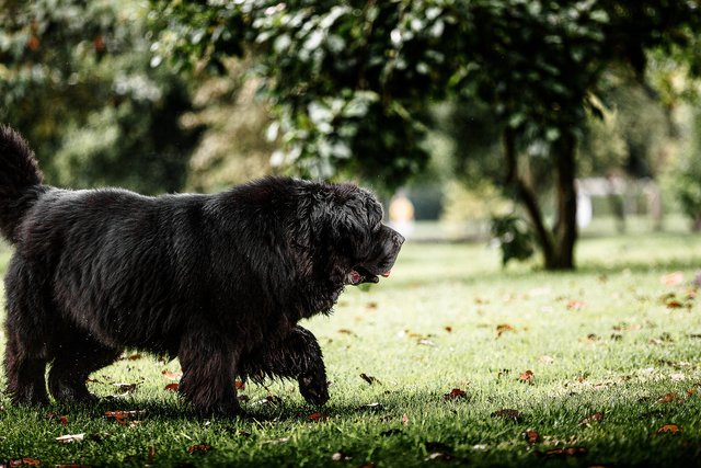 newfoundland-dog-g49c41b88e_1920.jpg