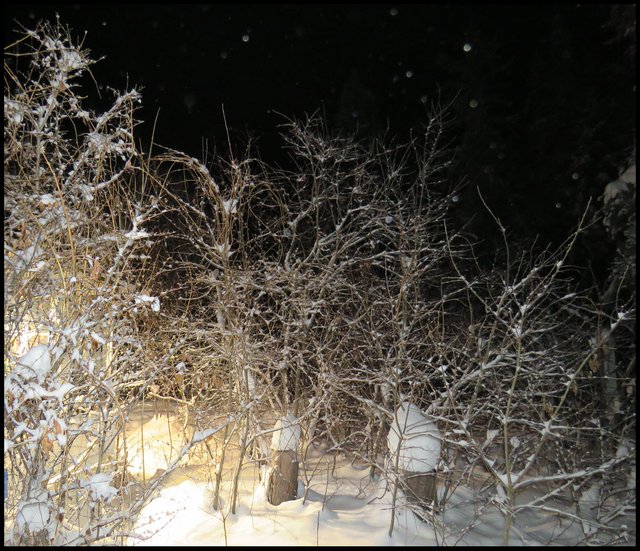 snowy scene in the dark lite up by growlights.JPG