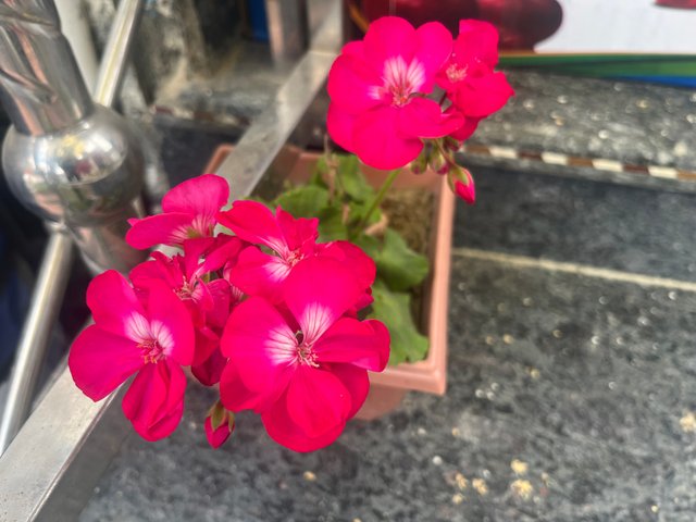 IMG_5100.jpeg