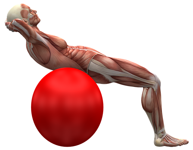 exercise-ball-2277451_640.png