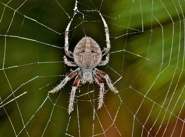 spider-1606870__480.jpg