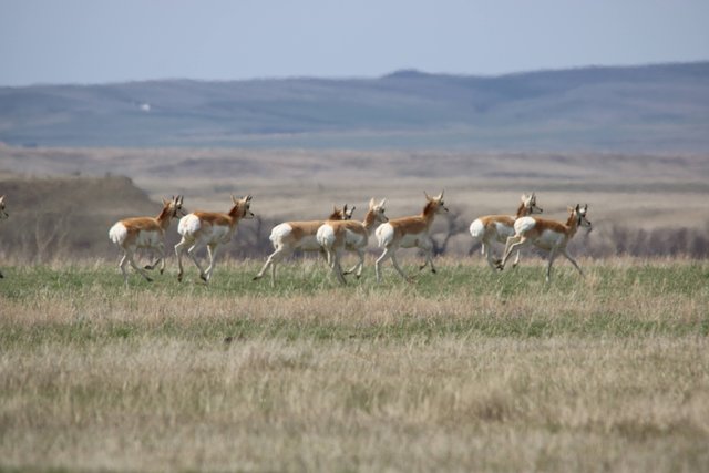 pronghorn herd running rockeman animal.JPG